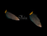 Yellow Tail Tamarin Wrasse (2 Females)-Marine Collectors