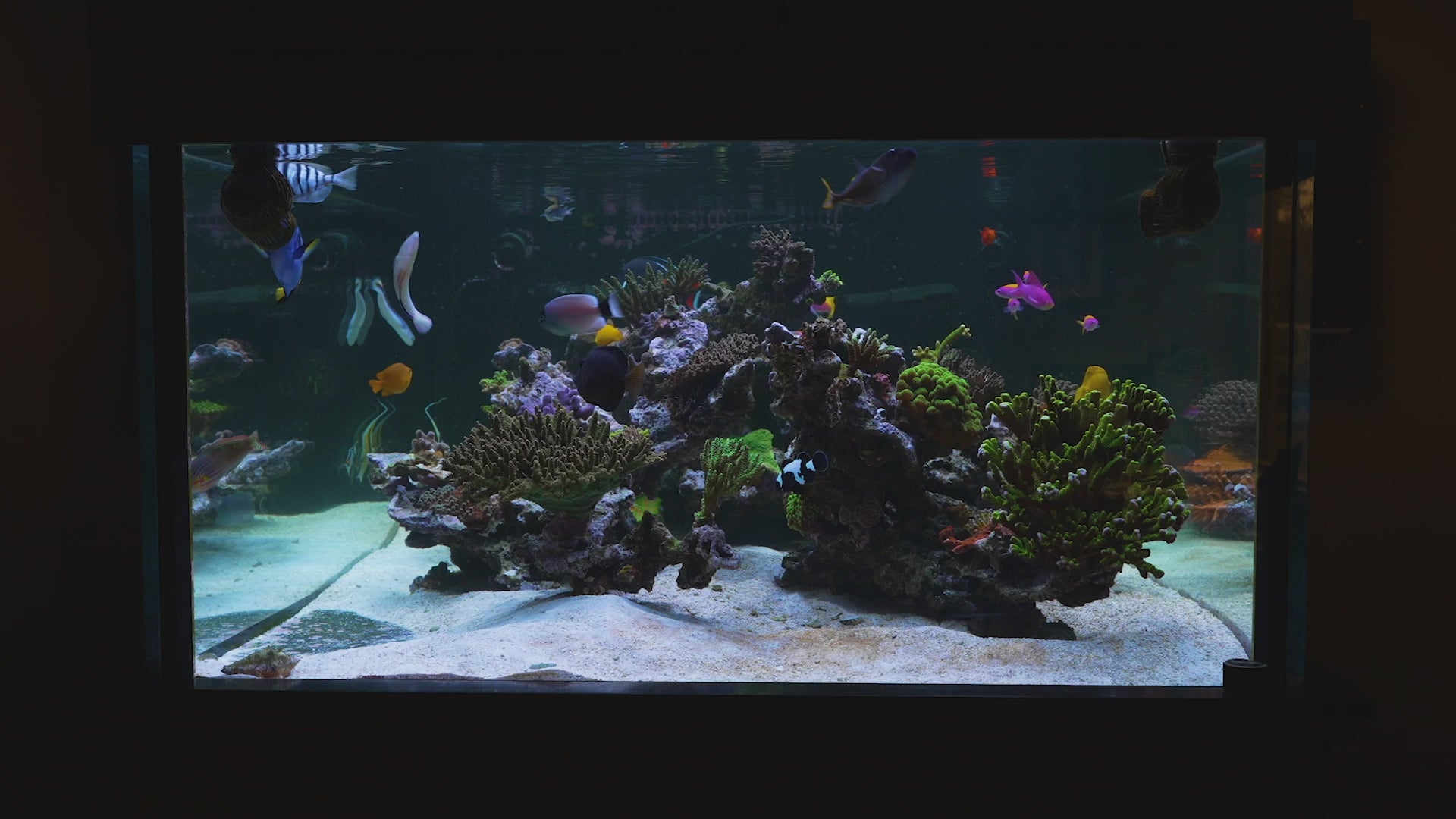 Marine aquarium for sale hotsell